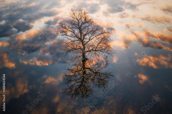 Fototapeta Bare Tree Reflecting on Water