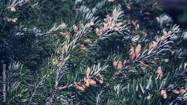 Fototapeta Background of Fir Branches With Cones