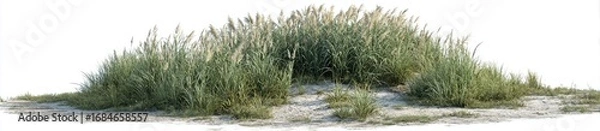 Obraz Lush clump of tall grasses on sandy ground
