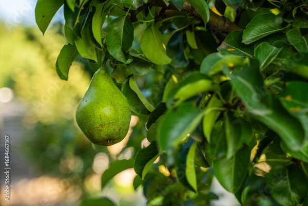 Fototapeta Green pears hanging on a tree branch, close-up on a blurred background