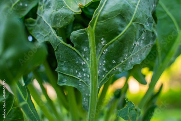 Fototapeta Whitefly on the underside of Brussels sprout leaves, close-up
