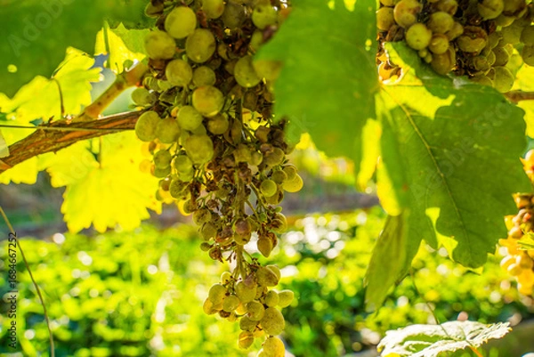 Fototapeta Spoiled grapes from fungal disease, close-up. Lost grape harvest
