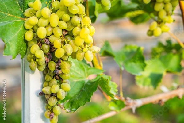 Fototapeta Spoiled grapes from fungal disease, close-up. Lost grape harvest
