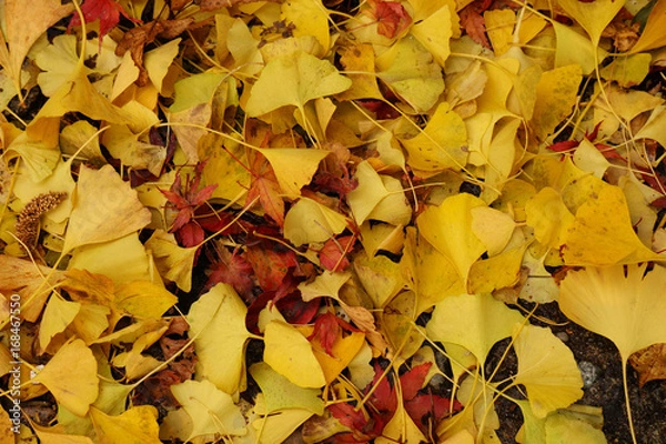 Fototapeta イチョウの落ち葉