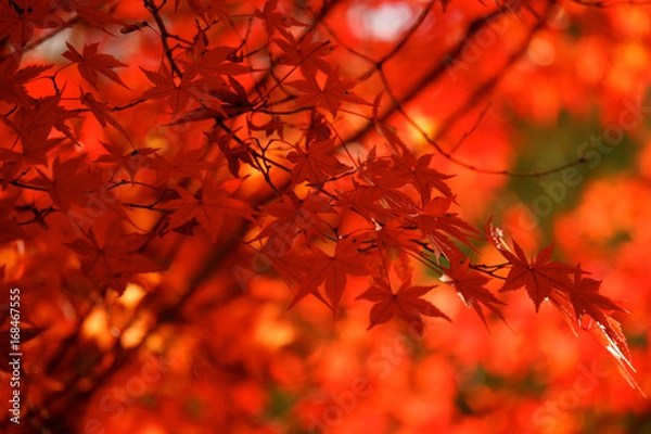 Fototapeta モミジの接写