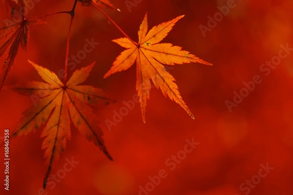Fototapeta モミジの接写