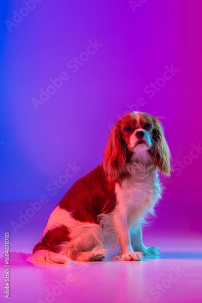 Obraz Cavalier King Charles Spaniel in Neon Light