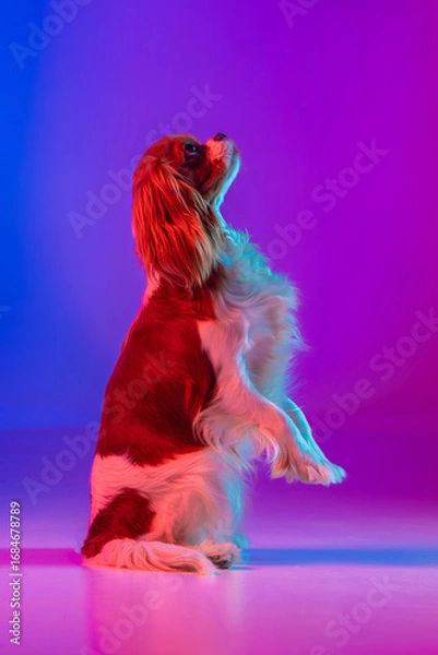 Obraz Cavalier King Charles Spaniel in Neon Light