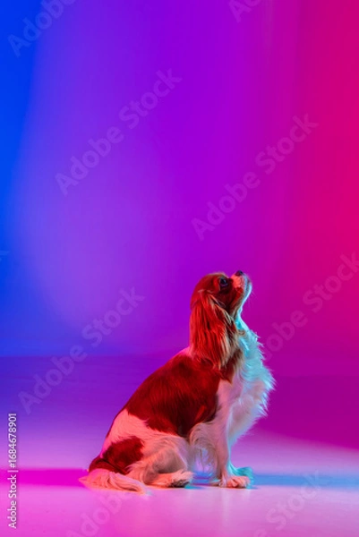 Obraz Cavalier King Charles Spaniel in Neon Light