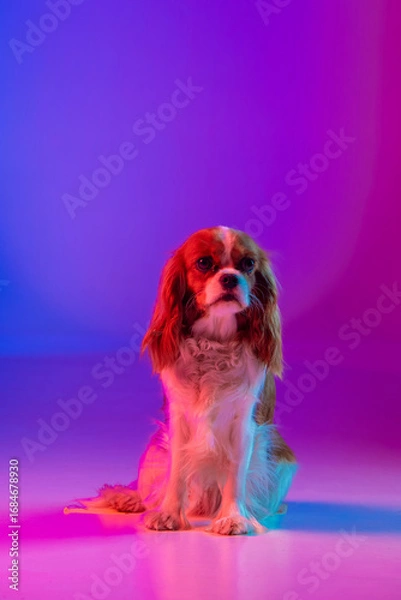 Obraz Cavalier King Charles Spaniel in Neon Light