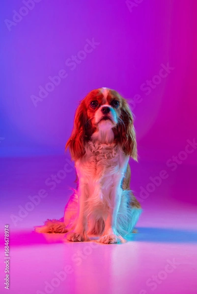 Fototapeta Cavalier King Charles Spaniel in Neon Light