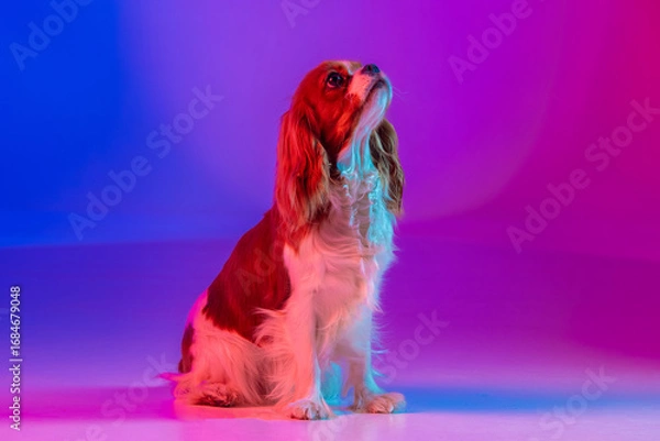 Obraz Cavalier King Charles Spaniel in Neon Light