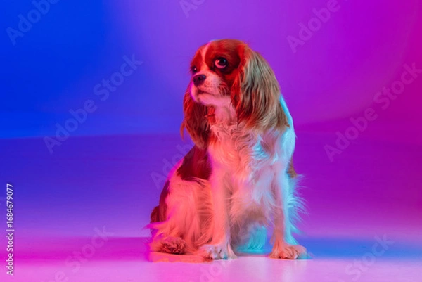 Obraz Cavalier King Charles Spaniel in Neon Light