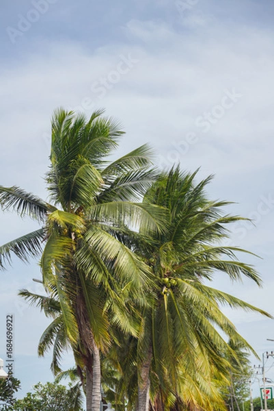 Fototapeta Coconut trees in Asia are useful and have hard fruits with sweet, fragrant water.