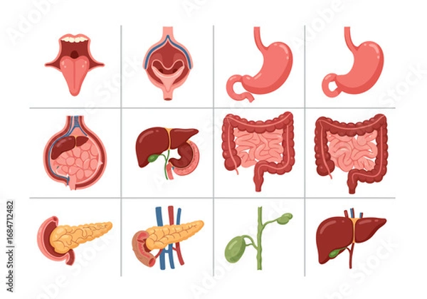 Fototapeta Anatomy chart showing 12 digestive organs in a grid layout