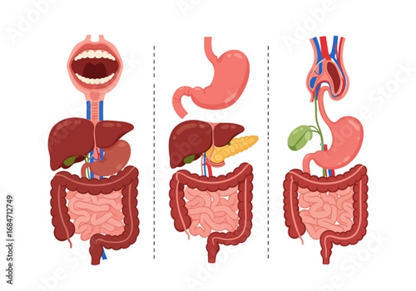 Fototapeta Three digestive system illustrations open mouth stomach intestines liver pancreas and gallbladder separated by dotted lines