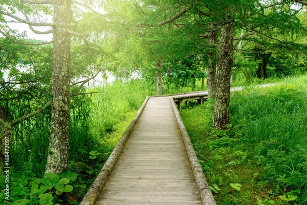 Fototapeta 森の中のハイキングコース