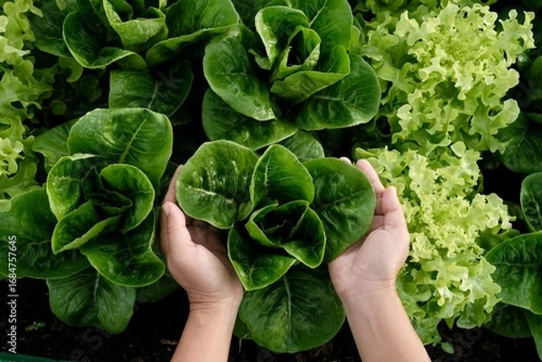 Fototapeta A woman's hands are hugging a large green vegetable plant in an organic vegetable patch.