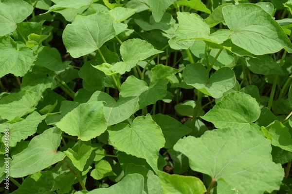 Fototapeta 蕎麦の芽吹き