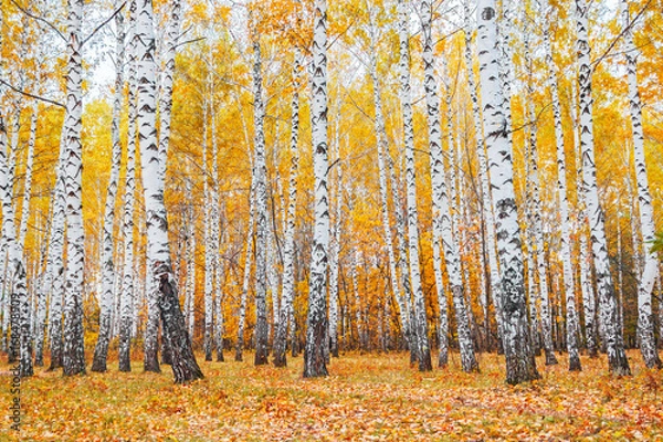 Obraz autumn birch forest
