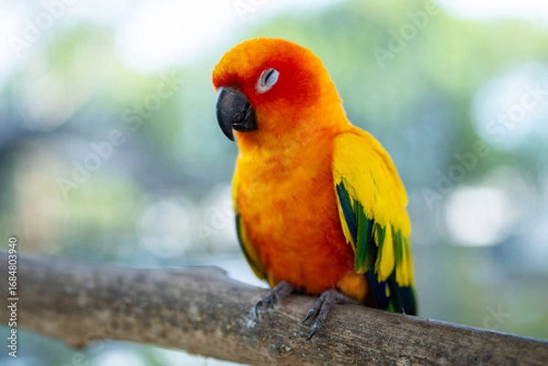 Fototapeta Sun Conure Parrot Sleeping on a Branch