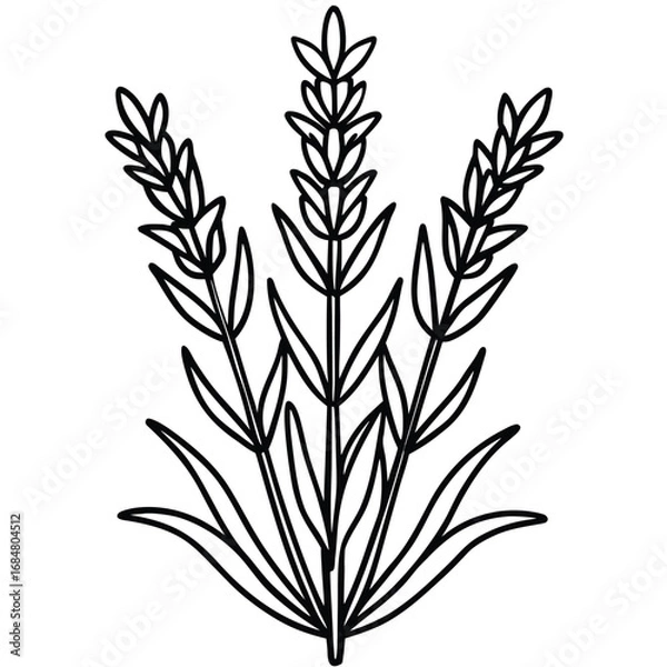 Fototapeta Stylized Outline Drawing of Three Lavender Stalks with Leaves herb plant
