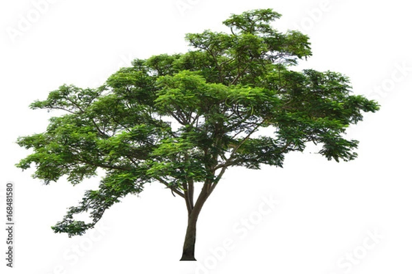 Obraz Tree isolated on white background