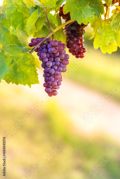 Fototapeta Blue grapes on a vineseasonal food concept. Vineyards at sunset in autumn harvest. Ripe grapes in fall. Grape harvest. Blue grapes in a vineyard at sunrise with leaf .