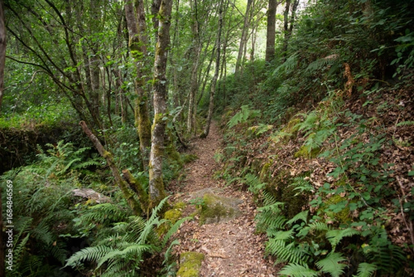 Obraz Hiking route in the Ribeira Sacra (Galicia, Spain) following the group of old Xabrega mills to the Sil canyon.