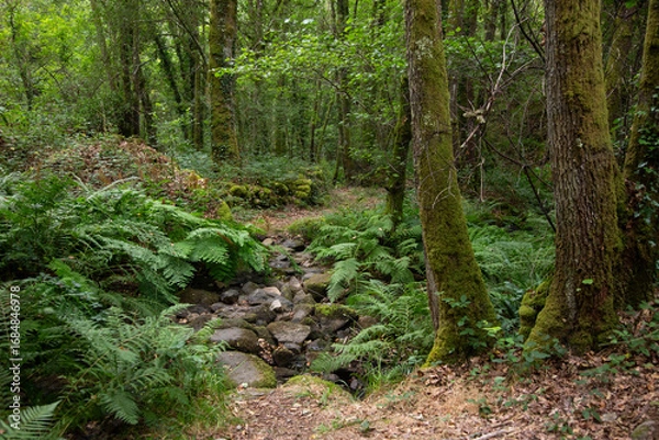 Obraz Hiking route in the Ribeira Sacra (Galicia, Spain) following the group of old Xabrega mills to the Sil canyon.