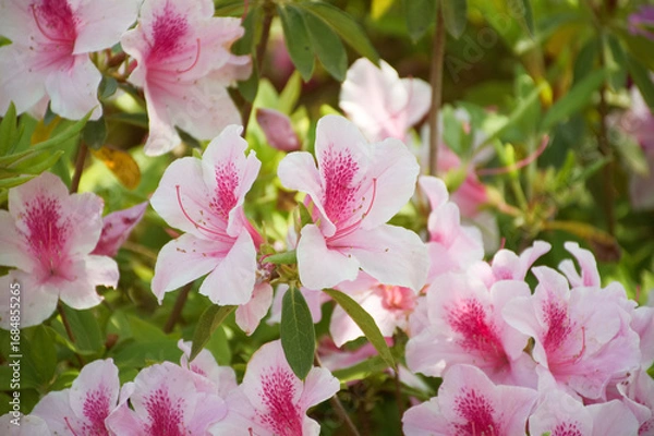 Obraz 東山植物園