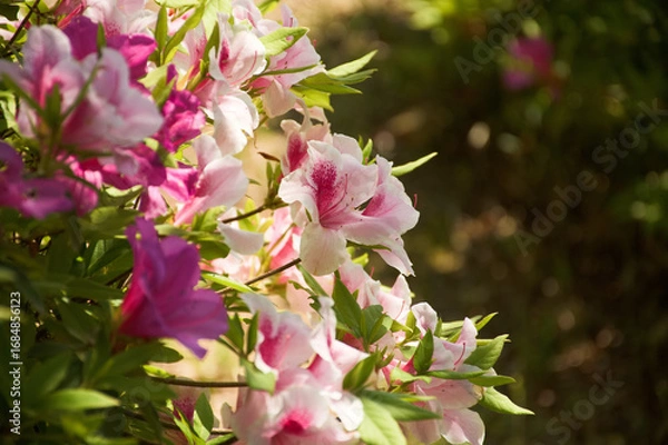 Obraz 東山植物園