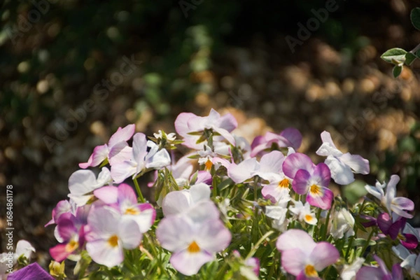 Obraz 東山植物園