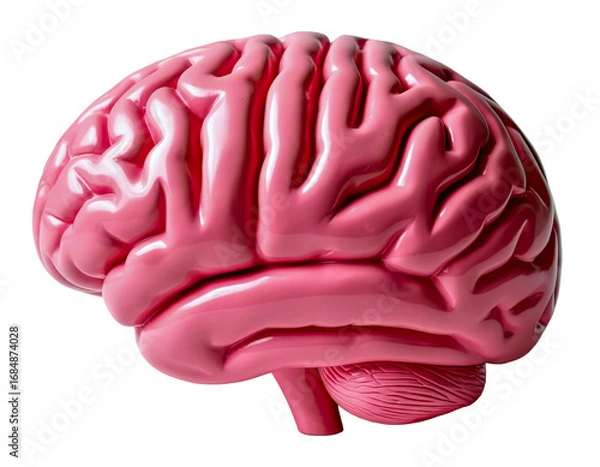 Fototapeta pink plastic model of human brain isolated on transparent background in png format
