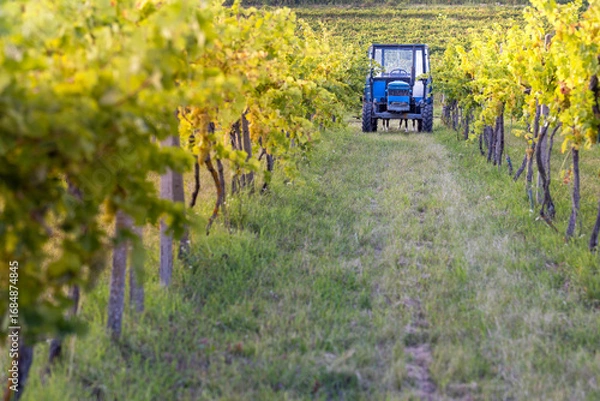 Fototapeta Grape harvesting with an old blue tractor. Homemade tractor for harvesting and transporting grapes