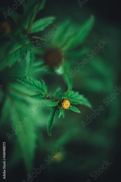 Obraz Wild flowers bokeh, hellios 44-M2