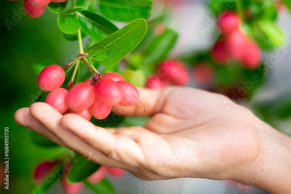 Obraz handful of fruits, A hand touch red ripe Bengal-currant, Carandas-plum, Karonda fruits on its tree with green leaves close up selective focus blur background, red fresh fruit in garden, Thailand, re
