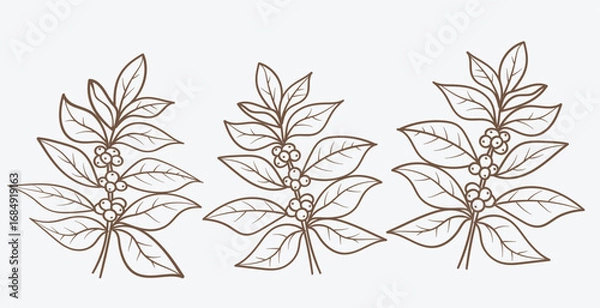 Fototapeta Botanical coffee branch with leaves and berries hand drawn. Vector illustration.