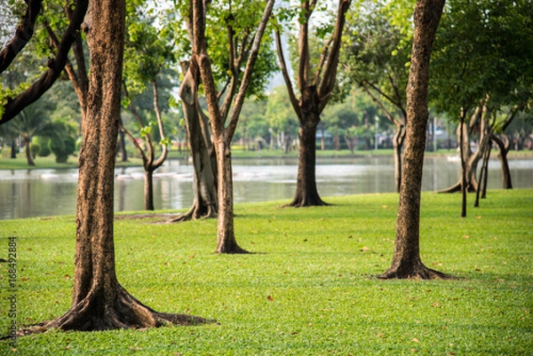 Fototapeta Summer scene of city park background. Relaxing and clean greenery landscape.