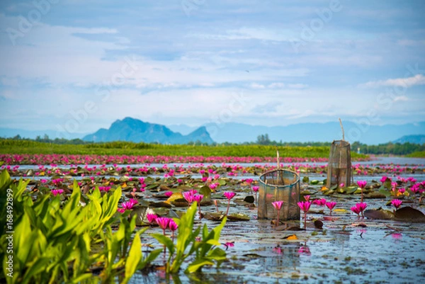 Fototapeta  Colorful view of pink lotus in Thale Noi, Phatthalung, Thailand. Lotus and fish trap with mountain background on sunny day.
