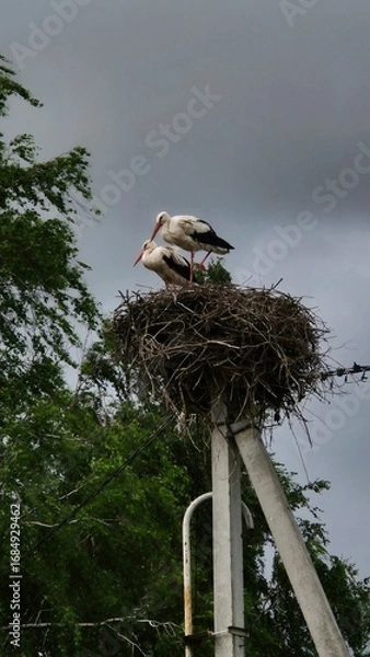 Fototapeta Two storks standing together in a nest on a tall pole surrounded by greenery on a cloudy day