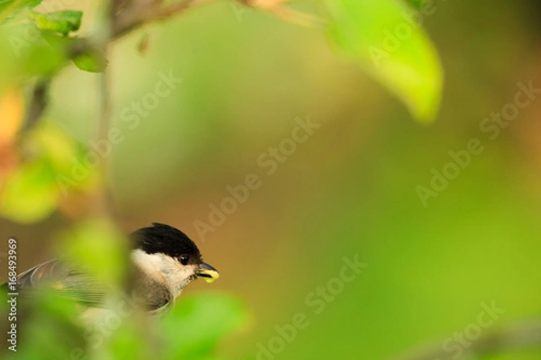 Obraz Sumpfmeise mit Futter im Schnabel