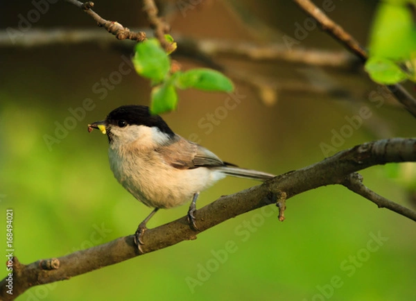 Obraz Sumpfmeise mit Futter im Schnabel