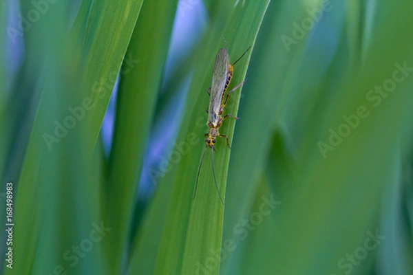Obraz Widelnica, Plecoptera