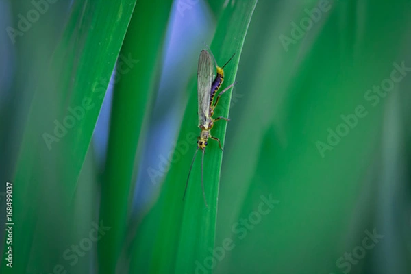 Obraz Widelnica, Plecoptera
