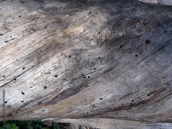 Fototapeta Entrindeter wurmstichiger gedrehter Baumstamm