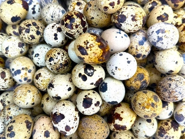 Fototapeta Overhead view shows a pile of speckled quail eggs with unique dark brown patterns