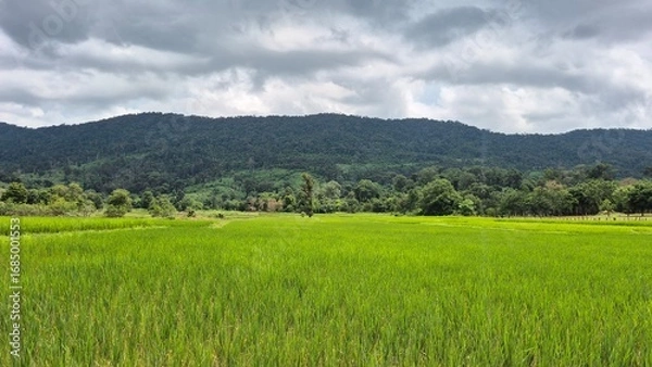 Obraz Green rice fields and blue sky