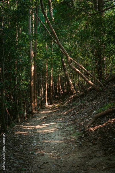 Obraz 木漏れ日の中を通る登山道