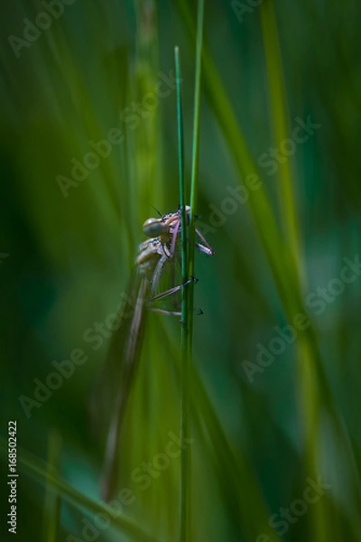 Obraz Ważla Łątka